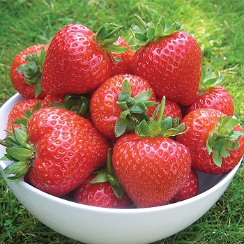 Strawberry Plants